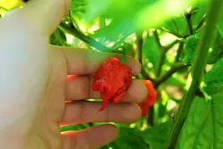 بذر فلفل کارولینا ریپر <br> بسته 5 عددی <br> Carolina reaper Pepper <br><i><b> Capsicum chinense Carolina reaper </i> Seeds </b>