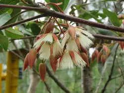 بذر گل دامن فرشته <br> بسته یک عددی <br> Fairy Petticoat <br><i><b> Elaeocarpus hygrophilus </i> Seeds </b>