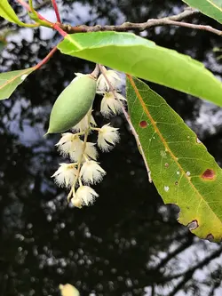 بذر گل دامن فرشته <br> بسته یک عددی <br> Fairy Petticoat <br><i><b> Elaeocarpus hygrophilus </i> Seeds </b>