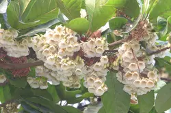 بذر گل دامن فرشته <br> بسته یک عددی <br> Fairy Petticoat <br><i><b> Elaeocarpus hygrophilus </i> Seeds </b>