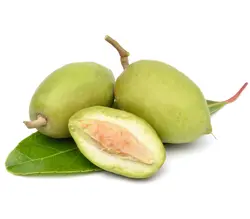بذر گل دامن فرشته <br> بسته یک عددی <br> Fairy Petticoat <br><i><b> Elaeocarpus hygrophilus </i> Seeds </b>