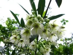 بذر گل دامن فرشته <br> بسته یک عددی <br> Fairy Petticoat <br><i><b> Elaeocarpus hygrophilus </i> Seeds </b>