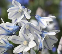 بذر گل نجم لبنانی <br> بسته 5 عددی <br>  Lebanon Squill <br><i><b> Puschkinia scilloides </i> Seeds </b>