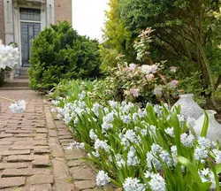 بذر گل نجم لبنانی <br> بسته 5 عددی <br>  Lebanon Squill <br><i><b> Puschkinia scilloides </i> Seeds </b>