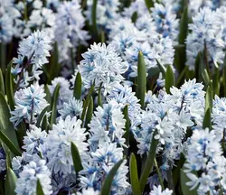 بذر گل نجم لبنانی <br> بسته 5 عددی <br>  Lebanon Squill <br><i><b> Puschkinia scilloides </i> Seeds </b>