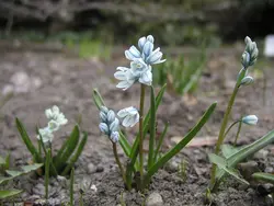 بذر گل نجم لبنانی <br> بسته 5 عددی <br>  Lebanon Squill <br><i><b> Puschkinia scilloides </i> Seeds </b>