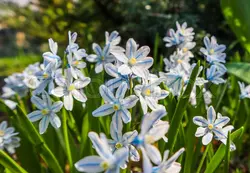 بذر گل نجم لبنانی <br> بسته 5 عددی <br>  Lebanon Squill <br><i><b> Puschkinia scilloides </i> Seeds </b>