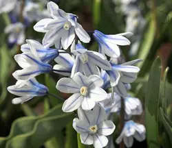 بذر گل نجم لبنانی <br> بسته 5 عددی <br>  Lebanon Squill <br><i><b> Puschkinia scilloides </i> Seeds </b>