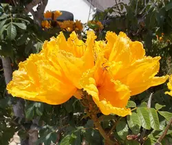 بذر لاله درختی آفریقایی زرد <br> بسته 5 عددی <br> Yellow African Tulip Tree <br><i><b> Spathodea campanulata </i> Yellow Seeds </b>