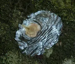 بذر لاله درختی آفریقایی زرد <br> بسته 5 عددی <br> Yellow African Tulip Tree <br><i><b> Spathodea campanulata </i> Yellow Seeds </b>