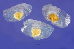 بذر لاله درختی آفریقایی زرد <br> بسته 5 عددی <br> Yellow African Tulip Tree <br><i><b> Spathodea campanulata </i> Yellow Seeds </b>