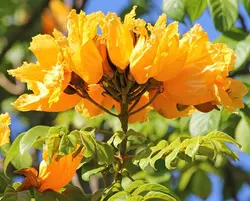بذر لاله درختی آفریقایی زرد <br> بسته 5 عددی <br> Yellow African Tulip Tree <br><i><b> Spathodea campanulata </i> Yellow Seeds </b>