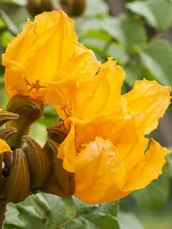 بذر لاله درختی آفریقایی زرد <br> بسته 5 عددی <br> Yellow African Tulip Tree <br><i><b> Spathodea campanulata </i> Yellow Seeds </b>