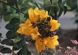 بذر لاله درختی آفریقایی زرد <br> بسته 5 عددی <br> Yellow African Tulip Tree <br><i><b> Spathodea campanulata </i> Yellow Seeds </b>
