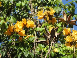 بذر لاله درختی آفریقایی زرد <br> بسته 5 عددی <br> Yellow African Tulip Tree <br><i><b> Spathodea campanulata </i> Yellow Seeds </b>