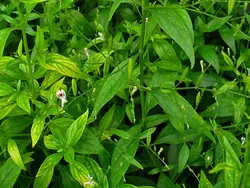 بذر گیاه دارویی چیرتا <br> بسته 20 عددی <br> Green Chiretta <br><i><b> Andrographis paniculata </i> Seeds </b>