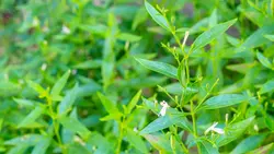 بذر گیاه دارویی چیرتا <br> بسته 20 عددی <br> Green Chiretta <br><i><b> Andrographis paniculata </i> Seeds </b>