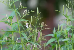 بذر گیاه دارویی چیرتا <br> بسته 20 عددی <br> Green Chiretta <br><i><b> Andrographis paniculata </i> Seeds </b>