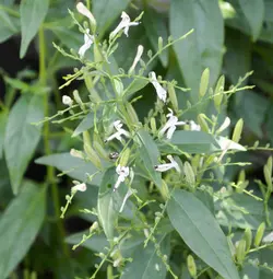 بذر گیاه دارویی چیرتا <br> بسته 20 عددی <br> Green Chiretta <br><i><b> Andrographis paniculata </i> Seeds </b>