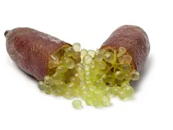 بذر لیمو خاویاری <br> (لیمو انگشتی) <br> بسته یک عددی <br> Finger Lime <br><i><b> Citrus australasica </i> Seeds </b>
