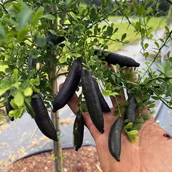 بذر لیمو خاویاری <br> (لیمو انگشتی) <br> بسته یک عددی <br> Finger Lime <br><i><b> Citrus australasica </i> Seeds </b>
