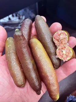 بذر لیمو خاویاری <br> (لیمو انگشتی) <br> بسته یک عددی <br> Finger Lime <br><i><b> Citrus australasica </i> Seeds </b>