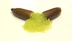 بذر لیمو خاویاری <br> (لیمو انگشتی) <br> بسته یک عددی <br> Finger Lime <br><i><b> Citrus australasica </i> Seeds </b>