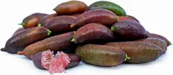 بذر لیمو خاویاری <br> (لیمو انگشتی) <br> بسته یک عددی <br> Finger Lime <br><i><b> Citrus australasica </i> Seeds </b>