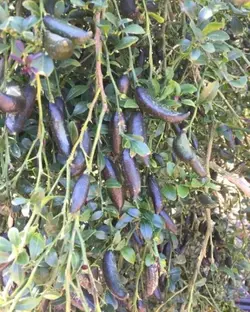 بذر لیمو خاویاری <br> (لیمو انگشتی) <br> بسته یک عددی <br> Finger Lime <br><i><b> Citrus australasica </i> Seeds </b>