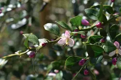 بذر لیمو خاویاری <br> (لیمو انگشتی) <br> بسته یک عددی <br> Finger Lime <br><i><b> Citrus australasica </i> Seeds </b>