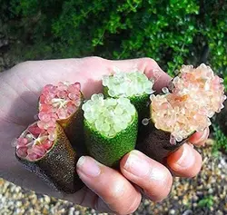بذر لیمو خاویاری <br> (لیمو انگشتی) <br> بسته یک عددی <br> Finger Lime <br><i><b> Citrus australasica </i> Seeds </b>