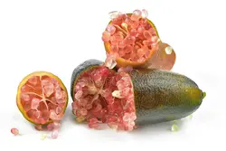 بذر لیمو خاویاری <br> (لیمو انگشتی) <br> بسته یک عددی <br> Finger Lime <br><i><b> Citrus australasica </i> Seeds </b>