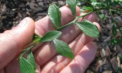 بذر لیمو خاویاری <br> (لیمو انگشتی) <br> بسته یک عددی <br> Finger Lime <br><i><b> Citrus australasica </i> Seeds </b>