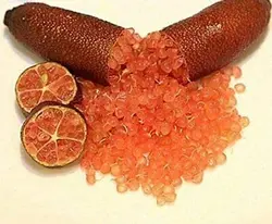 بذر لیمو خاویاری <br> (لیمو انگشتی) <br> بسته یک عددی <br> Finger Lime <br><i><b> Citrus australasica </i> Seeds </b>