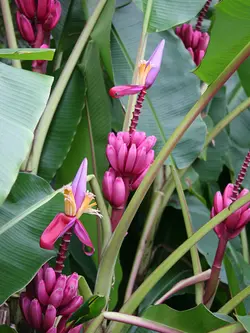 بذر موز کوتوله صورتی <br> بسته 5 عددی <br> Bronze Sunset Banana <br> <i><b> Musa ornata </i> Seeds </b>
