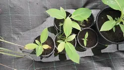 بذر موز کوتوله صورتی <br> بسته 5 عددی <br> Bronze Sunset Banana <br> <i><b> Musa ornata </i> Seeds </b>
