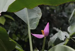 بذر موز کوتوله صورتی <br> بسته 5 عددی <br> Bronze Sunset Banana <br> <i><b> Musa ornata </i> Seeds </b>