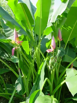 بذر موز کوتوله صورتی <br> بسته 5 عددی <br> Bronze Sunset Banana <br> <i><b> Musa ornata </i> Seeds </b>