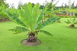 بذر موز کوتوله صورتی <br> بسته 5 عددی <br> Bronze Sunset Banana <br> <i><b> Musa ornata </i> Seeds </b>