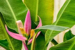 بذر موز کوتوله صورتی <br> بسته 5 عددی <br> Bronze Sunset Banana <br> <i><b> Musa ornata </i> Seeds </b>