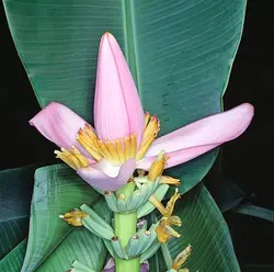 بذر موز کوتوله صورتی <br> بسته 5 عددی <br> Bronze Sunset Banana <br> <i><b> Musa ornata </i> Seeds </b>