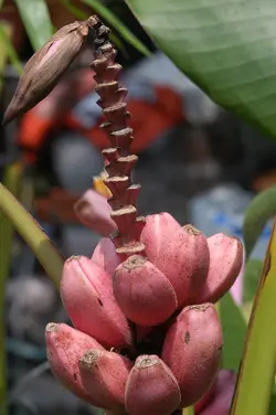 بذر موز کوتوله صورتی <br> بسته 5 عددی <br> Bronze Sunset Banana <br> <i><b> Musa ornata </i> Seeds </b>
