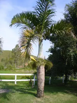 بذر نخل بطری دوک <br> تعداد یک عدد بذر <br> Spindle Palm <br><i><b> Hyophorbe verschaffeltii </i> Seeds </b>