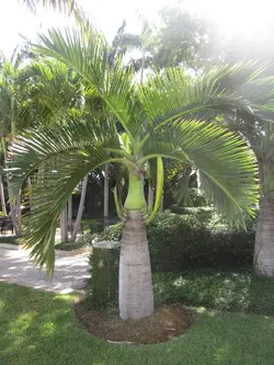 بذر نخل بطری دوک <br> تعداد یک عدد بذر <br> Spindle Palm <br><i><b> Hyophorbe verschaffeltii </i> Seeds </b>