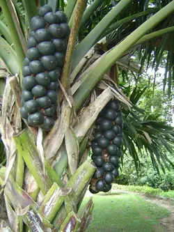بذر نخل بوراسودندرون <br> تعداد یک عدد بذر <br> Borassodendron Palm  <br><i><b> Borassodendron machadonis </i> Seeds </b>
