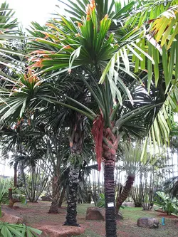 بذر نخل بوراسودندرون <br> تعداد یک عدد بذر <br> Borassodendron Palm  <br><i><b> Borassodendron machadonis </i> Seeds </b>