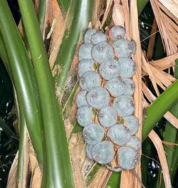 بذر نخل بوراسودندرون <br> تعداد یک عدد بذر <br> Borassodendron Palm  <br><i><b> Borassodendron machadonis </i> Seeds </b>