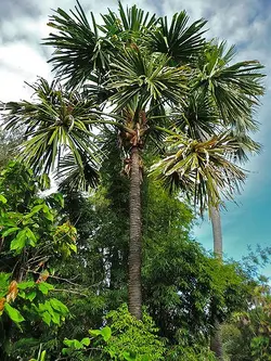 بذر نخل بوراسودندرون <br> تعداد یک عدد بذر <br> Borassodendron Palm  <br><i><b> Borassodendron machadonis </i> Seeds </b>