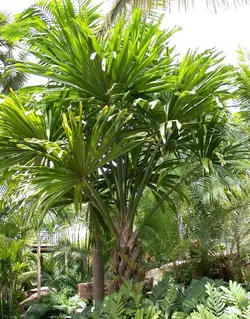 بذر نخل بوراسودندرون <br> تعداد یک عدد بذر <br> Borassodendron Palm  <br><i><b> Borassodendron machadonis </i> Seeds </b>