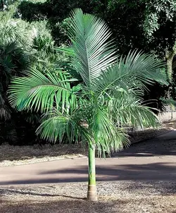 بذر نخل پادشاه مایولا <br> تعداد یک عدد بذر <br> Myola Palm  <br><i><b> Archontophoenix myolensis  </i> Seeds </b>